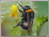 Bourdon